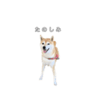 芝犬のゆずです。（個別スタンプ：10）