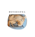 芝犬のゆずです。（個別スタンプ：11）