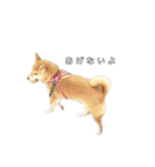 芝犬のゆずです。（個別スタンプ：13）