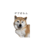 芝犬のゆずです。（個別スタンプ：14）
