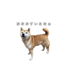芝犬のゆずです。（個別スタンプ：15）