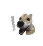 芝犬のゆずです。（個別スタンプ：16）