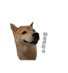 芝犬のゆずです。（個別スタンプ：17）