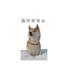 芝犬のゆずです。（個別スタンプ：18）
