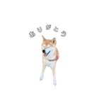 芝犬のゆずです。（個別スタンプ：19）