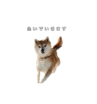 芝犬のゆずです。（個別スタンプ：20）