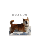 芝犬のゆずです。（個別スタンプ：21）