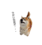 芝犬のゆずです。（個別スタンプ：22）