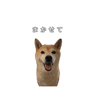 芝犬のゆずです。（個別スタンプ：28）