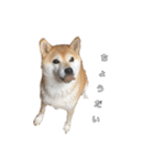 芝犬のゆずです。（個別スタンプ：30）