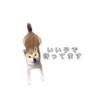 芝犬のゆずです。（個別スタンプ：32）