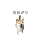 芝犬のゆずです。（個別スタンプ：33）