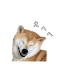 芝犬のゆずです。（個別スタンプ：34）
