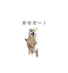 芝犬のゆずです。（個別スタンプ：35）