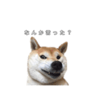 芝犬のゆずです。（個別スタンプ：37）