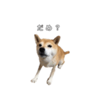 芝犬のゆずです。（個別スタンプ：40）