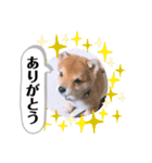 たろスタンプ 日常編（個別スタンプ：4）