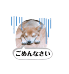 たろスタンプ 日常編（個別スタンプ：6）