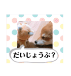 たろスタンプ 日常編（個別スタンプ：12）