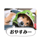 たろスタンプ 日常編（個別スタンプ：14）