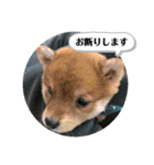 たろスタンプ 日常編（個別スタンプ：16）