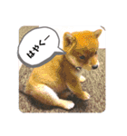 たろスタンプ 日常編（個別スタンプ：18）