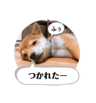 たろスタンプ 日常編（個別スタンプ：19）