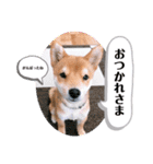 たろスタンプ 日常編（個別スタンプ：20）