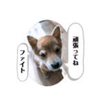 たろスタンプ 日常編（個別スタンプ：21）