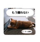 たろスタンプ 日常編（個別スタンプ：24）
