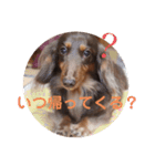 【第二弾】ミニチュアダックスのつぶやき（個別スタンプ：1）