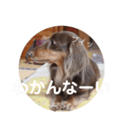 【第二弾】ミニチュアダックスのつぶやき（個別スタンプ：2）