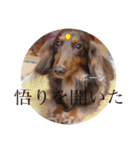 【第二弾】ミニチュアダックスのつぶやき（個別スタンプ：3）