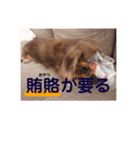 【第二弾】ミニチュアダックスのつぶやき（個別スタンプ：5）