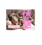 【第二弾】ミニチュアダックスのつぶやき（個別スタンプ：6）