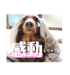 【第二弾】ミニチュアダックスのつぶやき（個別スタンプ：8）