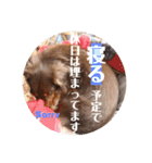【第二弾】ミニチュアダックスのつぶやき（個別スタンプ：9）