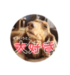 【第二弾】ミニチュアダックスのつぶやき（個別スタンプ：10）