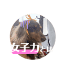 【第二弾】ミニチュアダックスのつぶやき（個別スタンプ：12）
