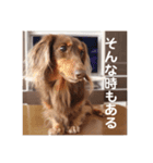 【第二弾】ミニチュアダックスのつぶやき（個別スタンプ：14）