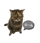ミミ様（個別スタンプ：1）