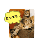 ミミ様（個別スタンプ：3）