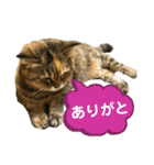 ミミ様（個別スタンプ：7）