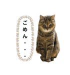 ミミ様（個別スタンプ：8）