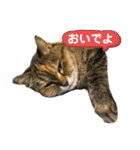 ミミ様（個別スタンプ：17）