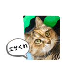 ミミ様（個別スタンプ：18）