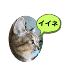 ミミ様（個別スタンプ：22）