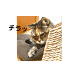 ミミ様（個別スタンプ：23）