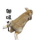 ふくのすけの日常会話（個別スタンプ：17）