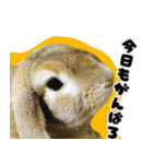 ふくのすけの日常会話（個別スタンプ：19）